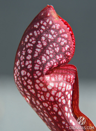 Sarracenia Scarlet Belle