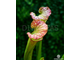 Sarracenia hybrid 10