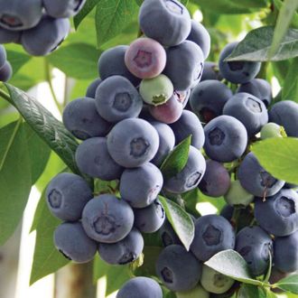 Голубика Легаси 3 года С5