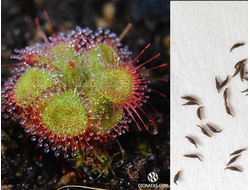 DROSERA SESSILIFOLIA - САМАЯ БЫСТРАЯ РОСЯНКА В МИРЕ