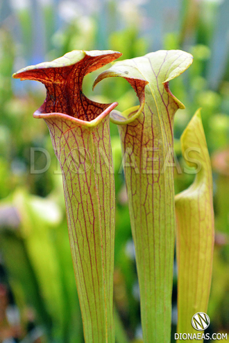 Sarracenia hybrid 6