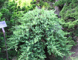 Блю Пасифик можжевельник прибрежный (Juniperus conferta Blue Pacific)