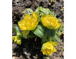 Eranthis hyemalis ‘Lady Lamortagne’