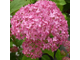 Пинк Аннабель/Инвизибл гортензия древовидная (Hydrangea arborescens Pink Annabelle or Invincibelle) 3л