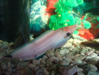 Клариус пятнистый, Ангольский, Нильский клариас (Clarias batrachus) (Walking Catfish’ ходячий сом)