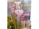 Sarracenia Leucophylla Helmut´s Delight