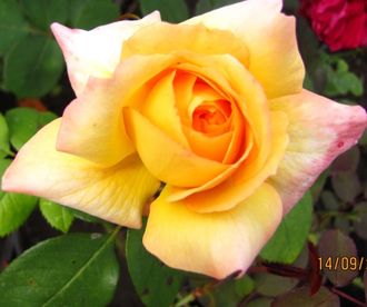 Филипп Нуарэ (Philippe Noiret), грандифлора, Meilland Филипп Нуарэ (Philippe Noiret), грандифлора, Meilland