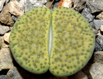 Lithops fulviceps 'Aurea' C363 - 10 семян