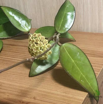 Hoya sp. aff acuta (epc-540)