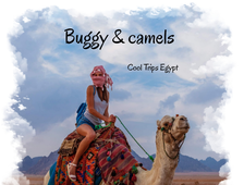 Buggy safari and camel ride (morning or afternoon) from Sharm El Sheikh