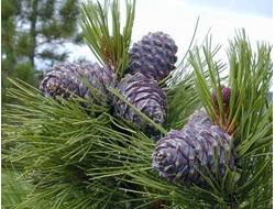 Кедр сибирский (Pinus sibirica), лапки (5 мл) - 100% натуральное эфирное масло