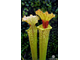 Sarracenia Leucophylla - red stripe throat