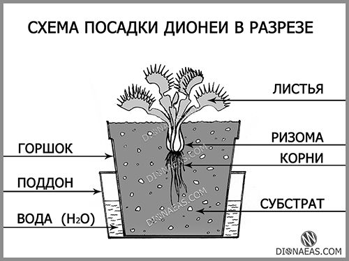 Схема посадки Дионеи. Как посадить Мухоловку