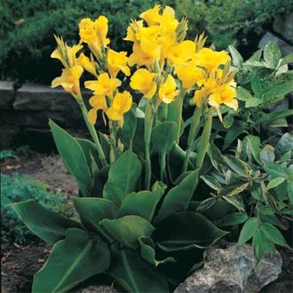 Канны &quot;Ричард Уоллес&quot;