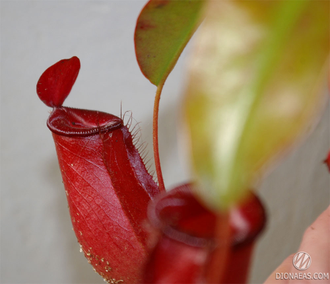 Непентес Кровавая Мэри | Nepenthes Bloody Mary