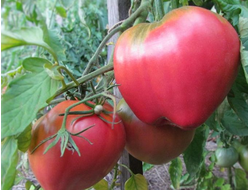 семена томаты "Батяня" 10 шт.