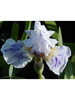 ВЕШНИЕ ВОДЫ Локтев*07