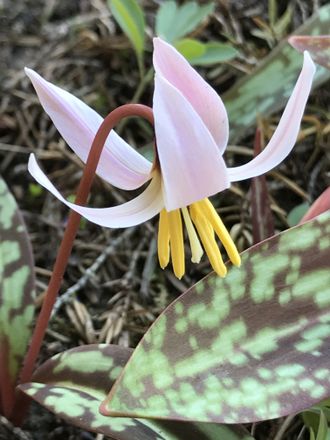 Erythronium caucasicum f.rosea