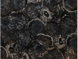 MADAGASKAR Black Petrified Wood