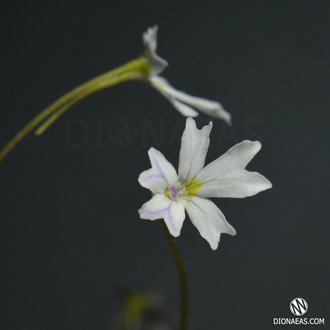 Pinguicula Emarginata