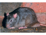 Дератизация крыс и дезинсекция цена за м2