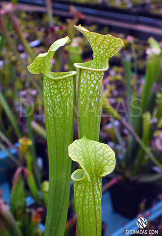 Sarracenia hybrid 11