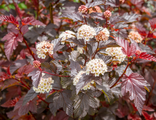 Шух пузыреплодник  калинолистный (Physocarpus opulifolius Schuch)