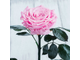 Стабилизированная роза в колбе Lerosh - Lux 33 см, Розовая
