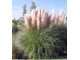 Пампасная трава (Cortaderia selloana) MIX