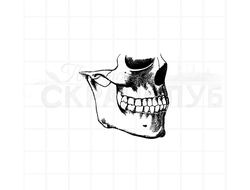 винтажный  анатомический штамп челюсти