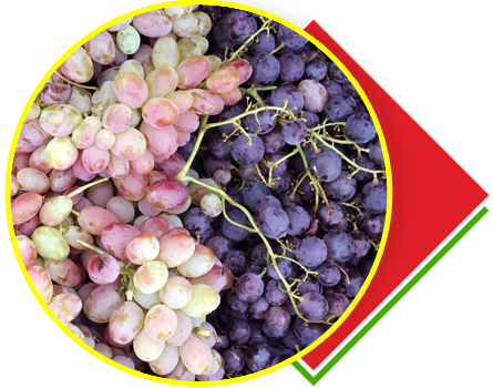 Большой выбор сортов винограда