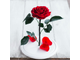 Стабилизированная роза в колбе Lerosh - Premium 33 см, Красная на белой подставке
