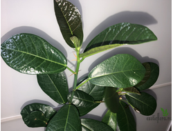 Ficus sp.(T01) Indonesia / Фикус Индонезия природник