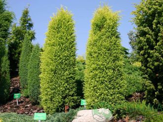 Голд Кон можжевельник обыкновенный (Juniperus communis &#039;Gold Cone&#039;)
