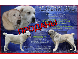 Р - помёт (Родители: Горжусь Тобой Надир Шах х Орхидея Каладения). Дата рождения 16.12.2016. ВСЕ ЩЕНКИ ПРОДАНЫ!