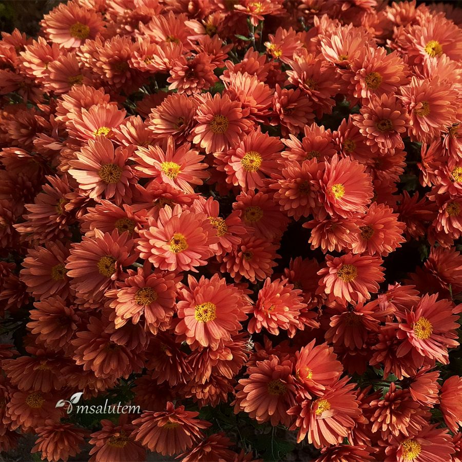 Chrysanthemum Branfortune Orange  Хризантема мультифлора Бранфортун Оранж