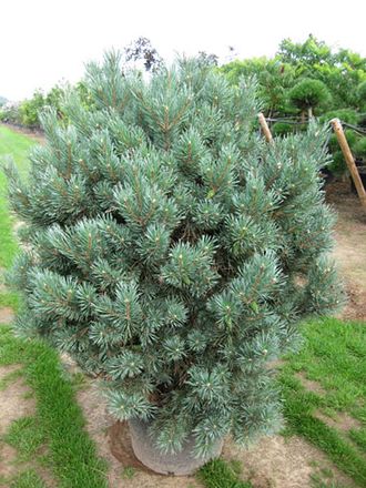 Ватерери сосна обыкновенная (Pinus sylvestris Watereri)