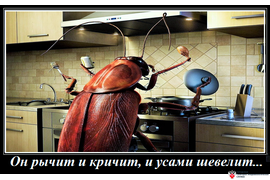 Таракан хозяин на кухне