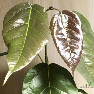 Ficus sp.(T29) Brown leaf / фикус природный Браун лиф