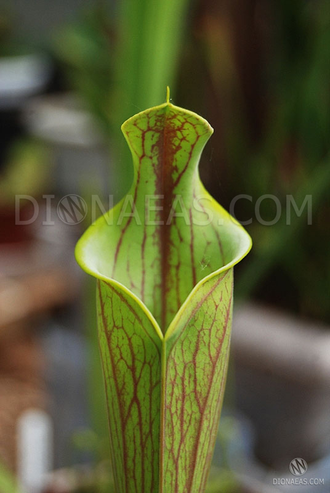 Sarracenia Lidless