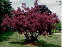 Скумпия эфирное масло (Smoke Tree)