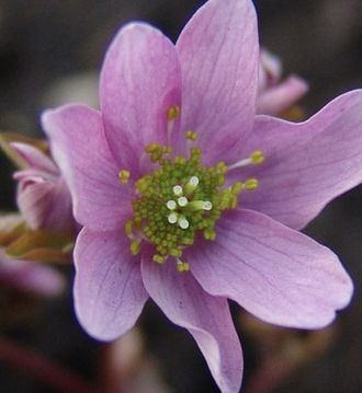 Anemonella thalictroides “Pink Susanne”