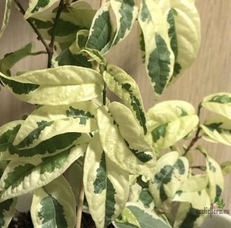 Ficus sagittata 'Variegata' / фикус сагиттата вариегатный