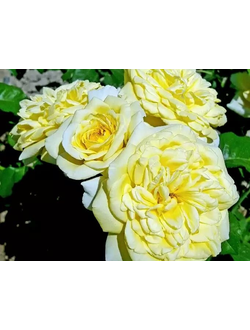 роза парковая "голден селебрейшен "