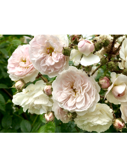 роза плетистая " фелисити перпетю"