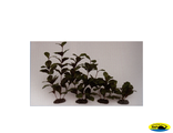 81005-40 Растение шелк. Гигрофила 40см
