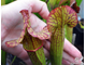 Sarracenia flava var. ornata dipping lid