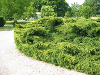 Можжевельник средний Пфитцериана Ауреа (Juniperus x-media Pfitzeriana Aurea)