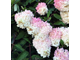 Грандифлора гортензия метельчатая (Hydrangea paniculata Grandiflora)