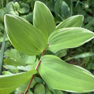 Купена серповидная Вариегатная(Polygonatum falcatum &#039;Variegatum&#039;)